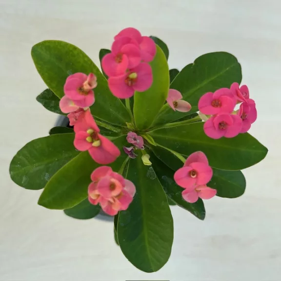 Euphorbia milli Euphorbia milli