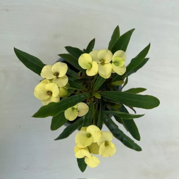 Euphorbia milli Euphorbia milli