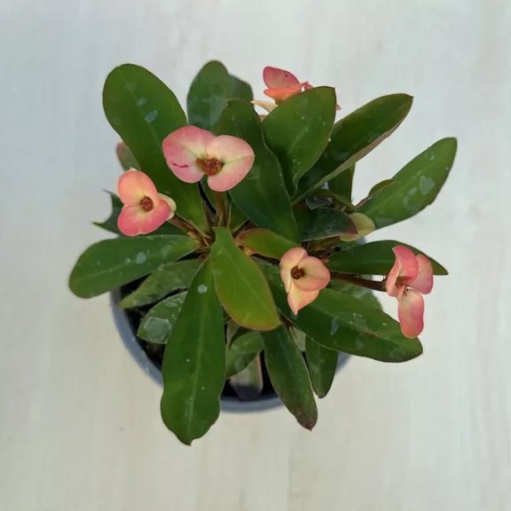 Euphorbia milli Euphorbia milli