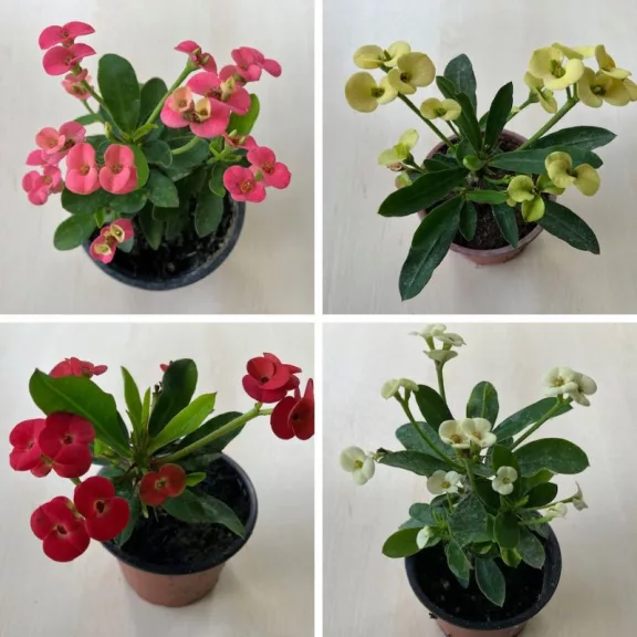 Euphorbia milli Euphorbia milli