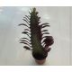 Euphorbia trigona rubra