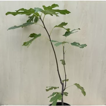 Ficus carica 'Little Miss Figgy' 