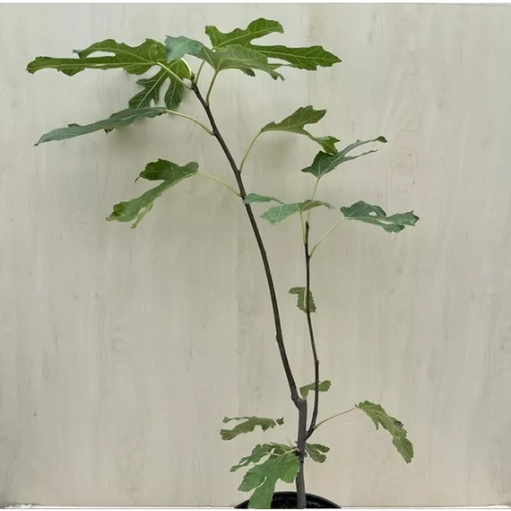 Ficus carica 'Little Miss Figgy' Ficus carica 'Little Miss Figgy'