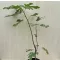 Ficus carica 'Little Miss Figgy' 