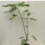 Ficus carica 'Little Miss Figgy' 