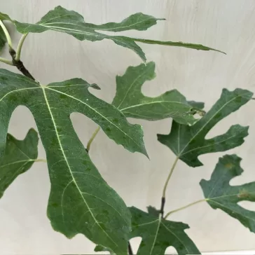 Ficus carica 'Little Miss Figgy' 