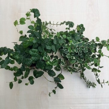 Ficus pumila 'Green Sunny'