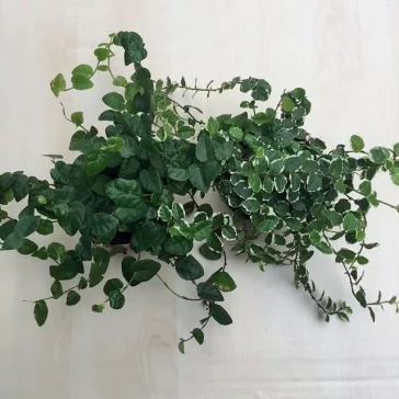 Ficus pumila 'Green Sunny'