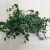 Ficus pumila 'Green Sunny'