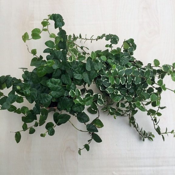 Ficus pumila 'Green Sunny'