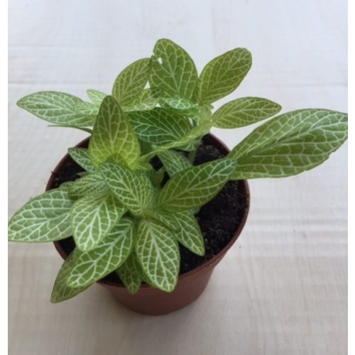 Fittonia - Lime