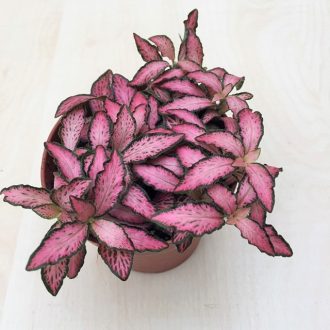 Fittonia - Ružová 