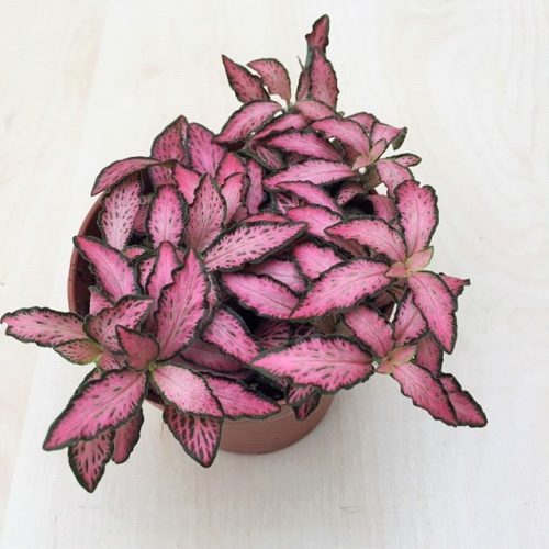 Fittonia - Ružová 