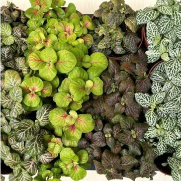 Fittonia 1ks