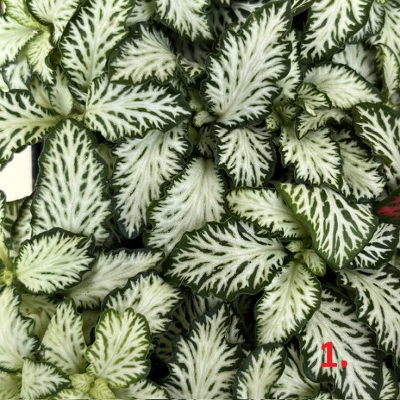 Fittonia 1ks