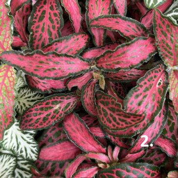 Fittonia 1ks