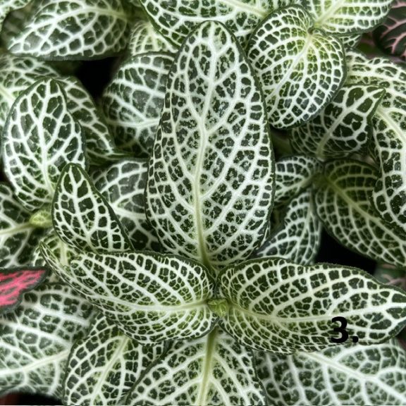 Fittonia 1ks