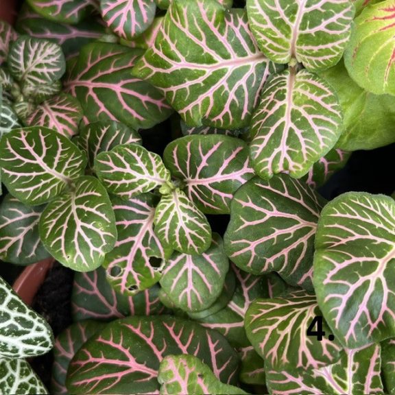 Fittonia 1ks