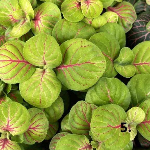 Fittonia 1ks