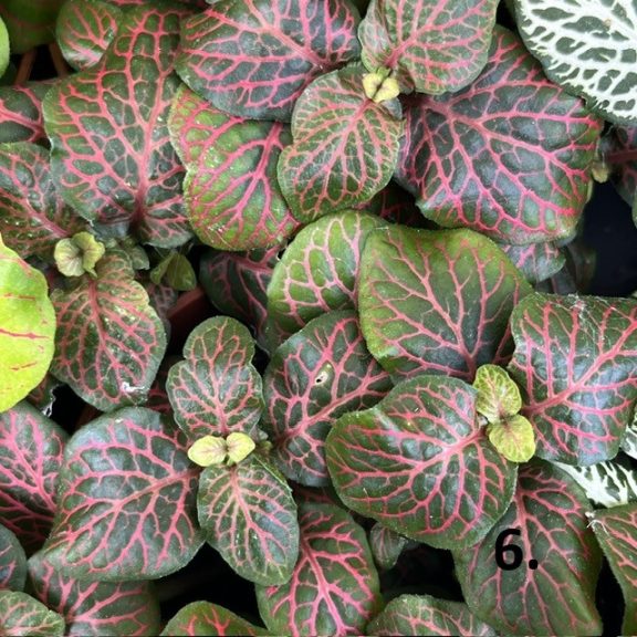 Fittonia 1ks