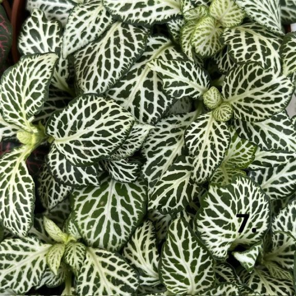 Fittonia 1ks