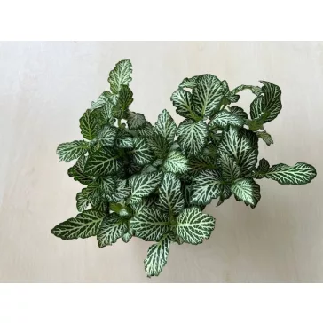 Fittonia