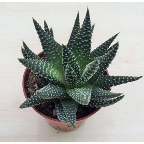 Gasterhaworthia cv Royal Highness