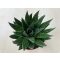 Gasteria D Due