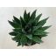 Gasteria D Due
