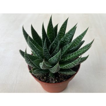 Gasteria D Due