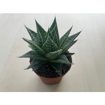 Gasteria Durban