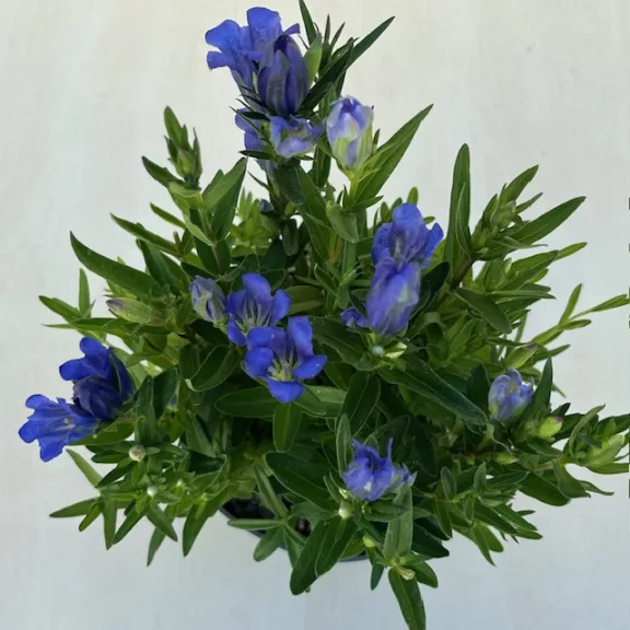 Gentiana 'Diana' Gentiana 'Diana'
