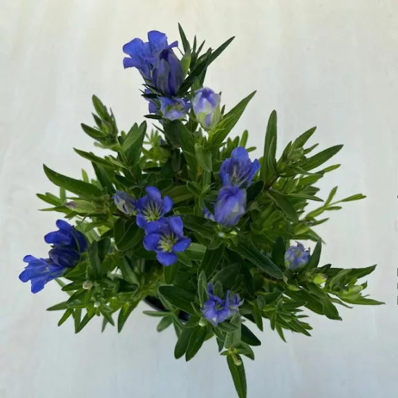 Gentiana 'Diana' Gentiana 'Diana'