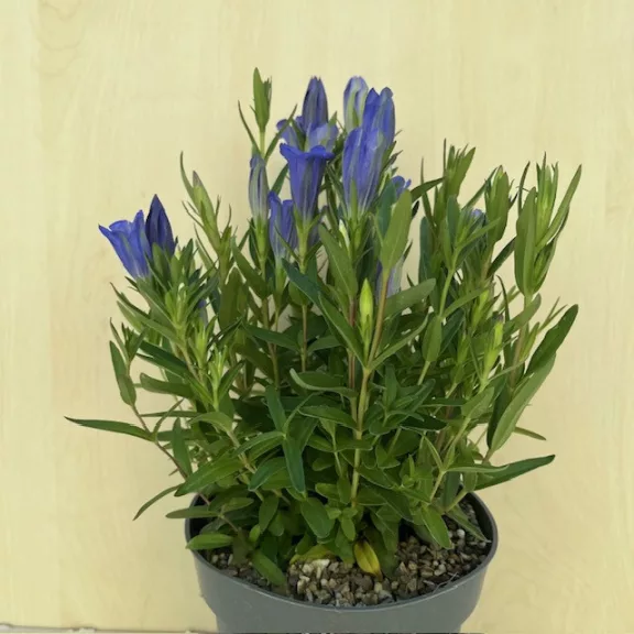 Gentiana 'Diana' Gentiana 'Diana'