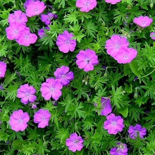Geranium sanguineum 'Tiny Monster'