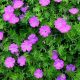Geranium sanguineum 'Tiny Monster'