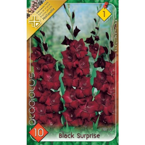 Gladioly vel'kokveté  'Black Surprise'