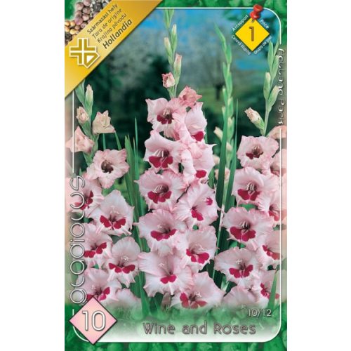 Gladioly vel'kokveté  'Wine and Roses'