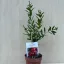 Punica granatum
