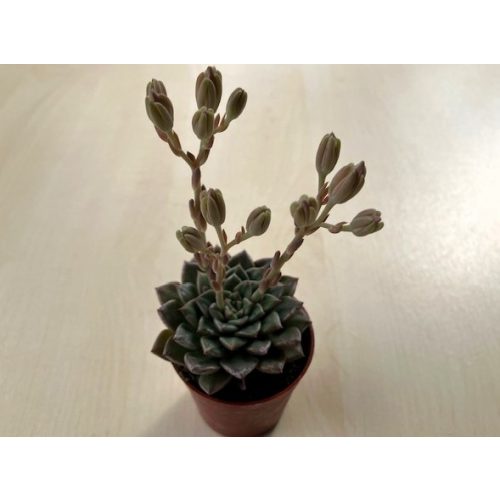 GRAPTOPETALUM BELLUM 'Vega', ROZMER ČREPNÍKA 5,5 CM