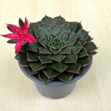  GRAPTOPETALUM BELLUM 'Vega', ROZMER ČREPNÍKA 9 CM