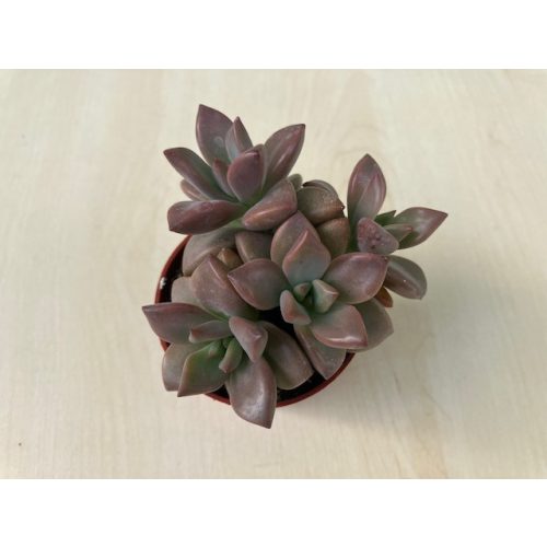 Graptosedum bronze
