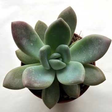 Graptoveria 'Opalina'