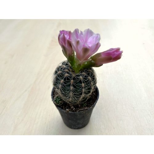 Gymnocalycium bruchii
