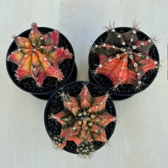 Gymnocalycium mihanovichii 'Japan' Gymnocalycium mihanovichii 'Japan'