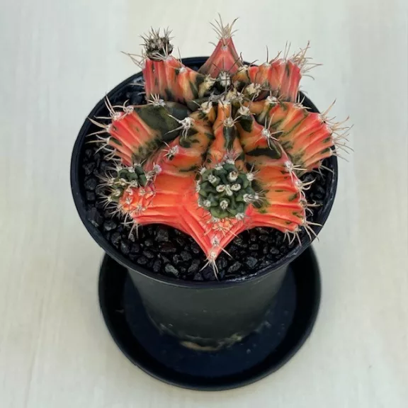 Gymnocalycium mihanovichii 'Japan' Gymnocalycium mihanovichii 'Japan'