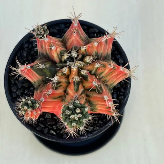 Gymnocalycium mihanovichii 'Japan' Gymnocalycium mihanovichii 'Japan'