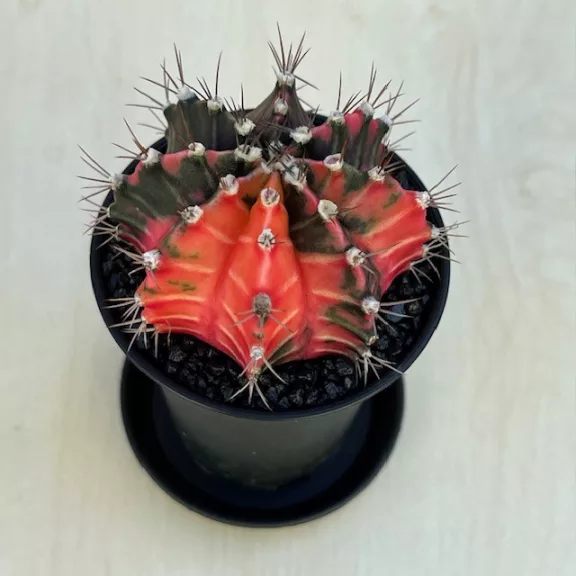 Gymnocalycium mihanovichii 'Japan' Gymnocalycium mihanovichii 'Japan'