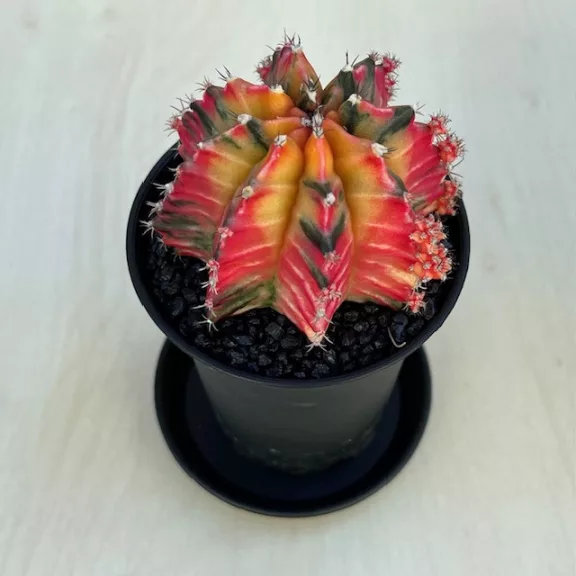 Gymnocalycium mihanovichii 'Japan' Gymnocalycium mihanovichii 'Japan'