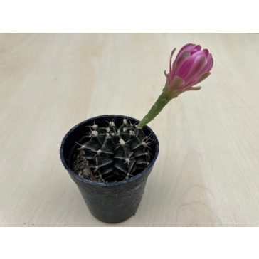Gymnocalycium mihanovichii